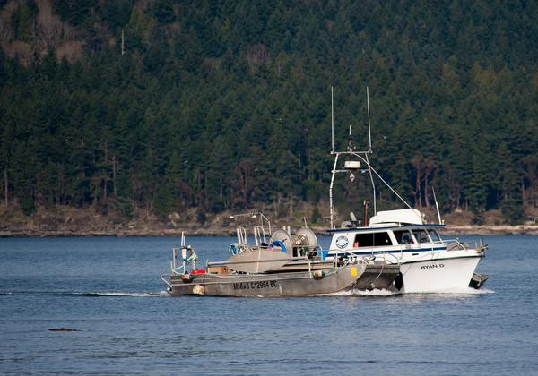 boats