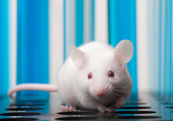 laboratory rodent user