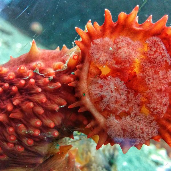 Sea Cucumber