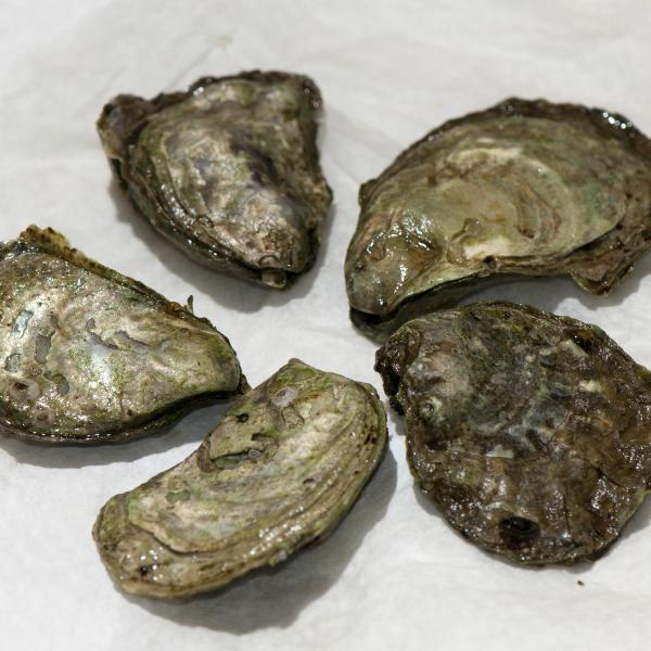 Olympia oysters