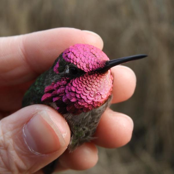 Anna's Hummingbird submitted by Samuelle Simard-Provençal (photography)