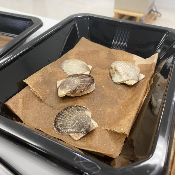 Scallops being prepared for packaging