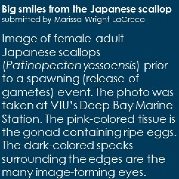 Caption for Big smiles from the Japanese scallop