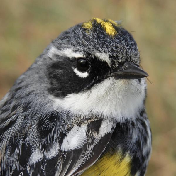 Yellow-rumped Warbler submitted by Samuelle Simard-Provençal