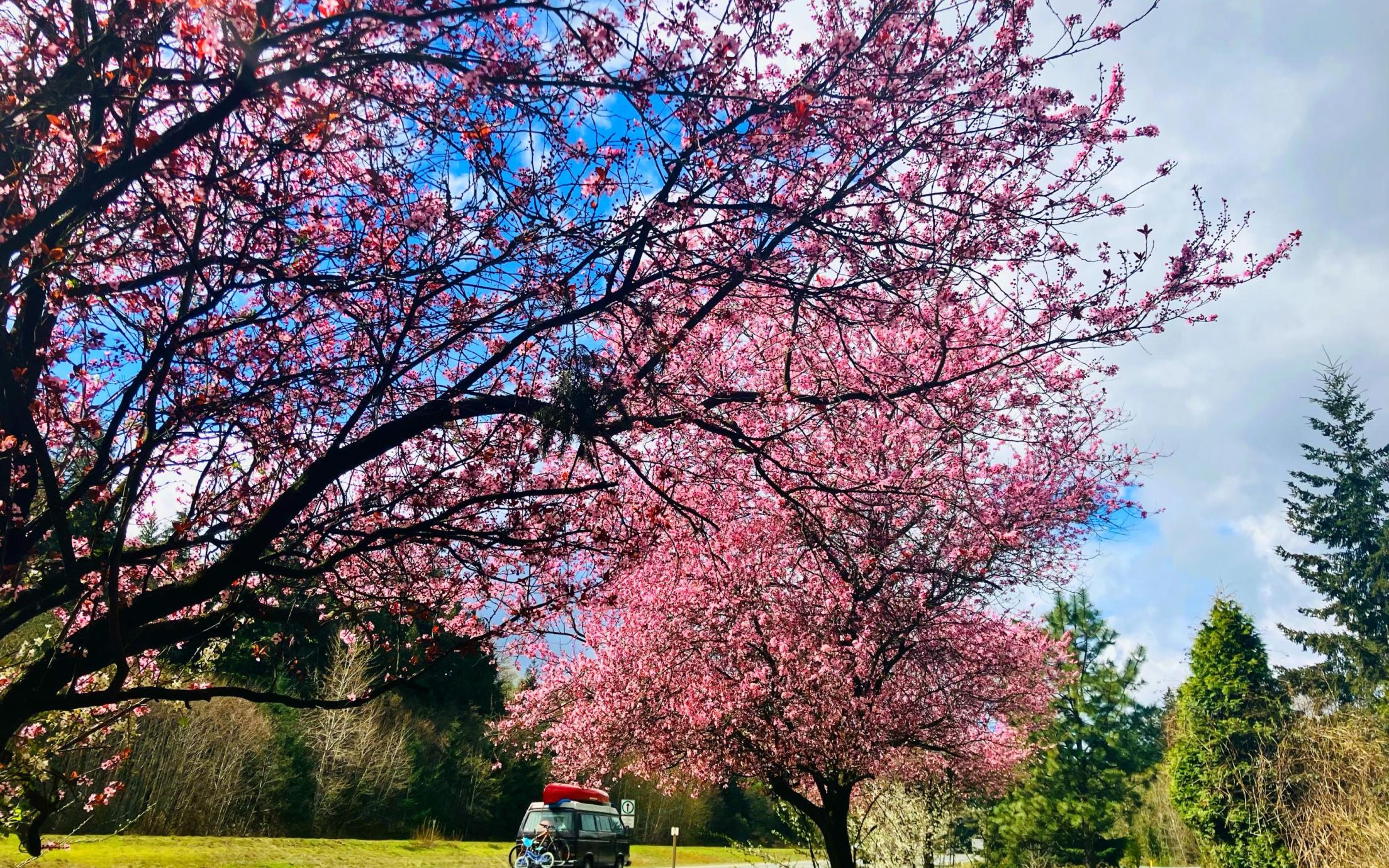Spirit of Spring by Nimit Doshi