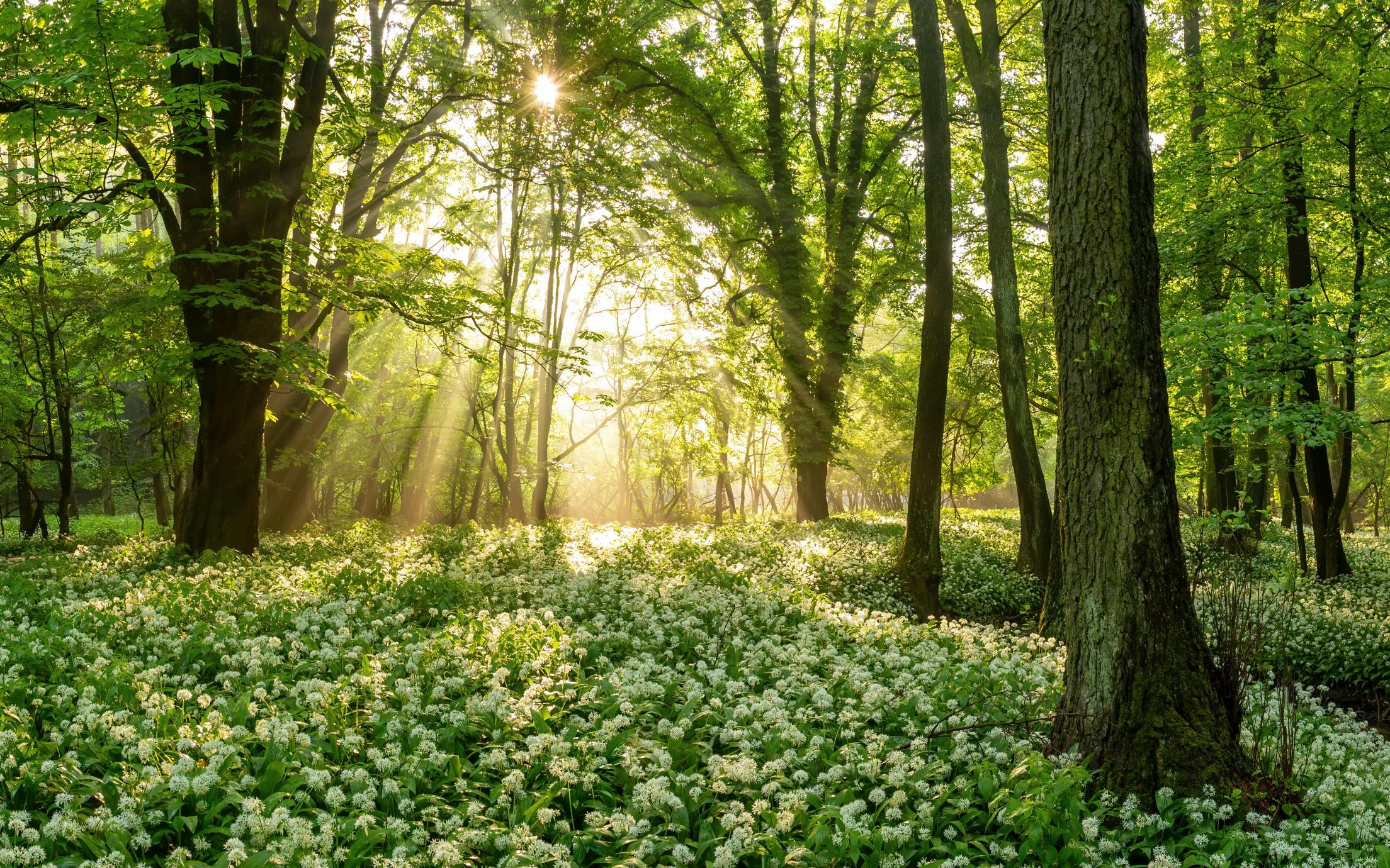 a serene forest with dappled sunlight.