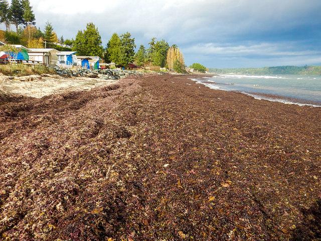 Monitoring seaweed:  Deep Bay