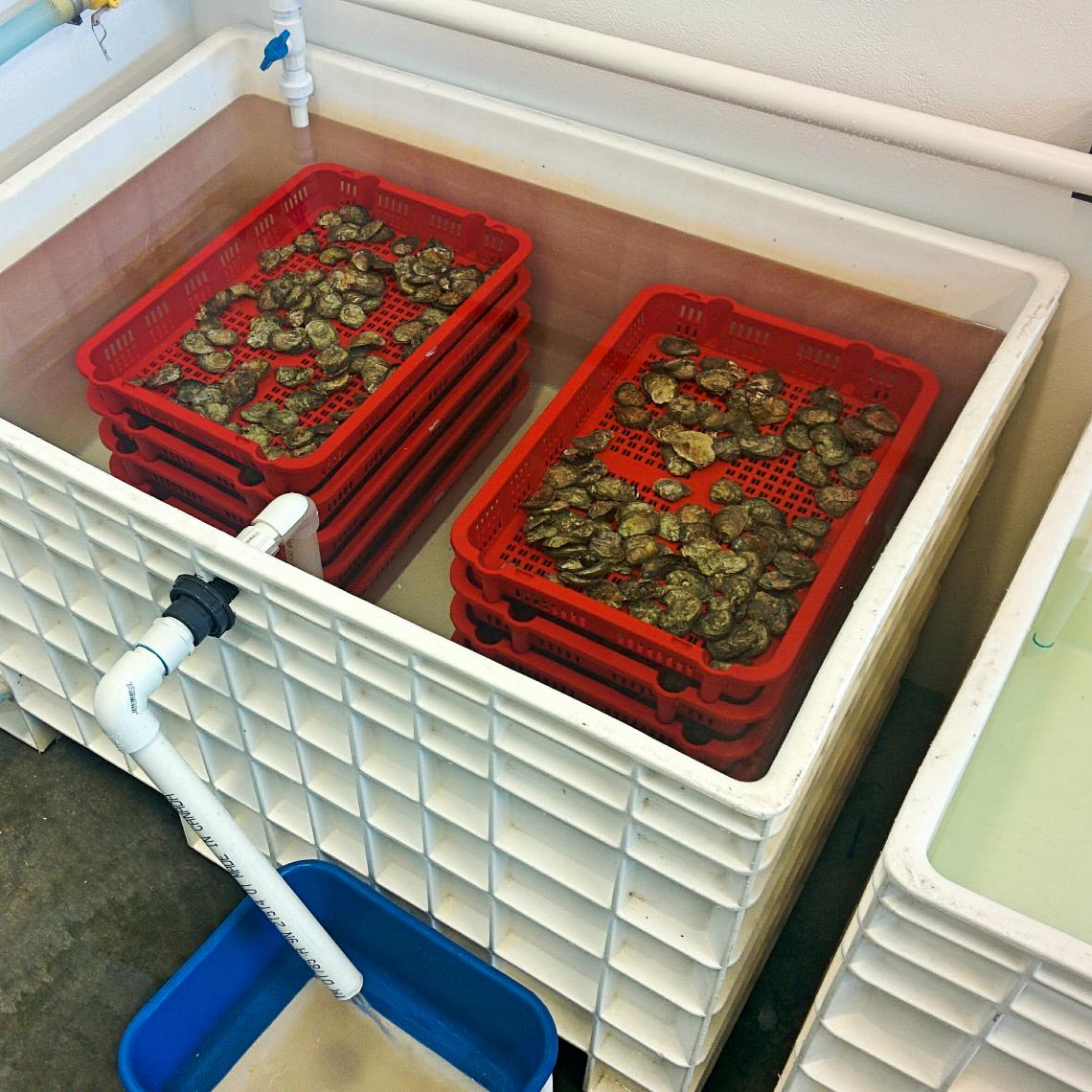 Oyster trays in a bin