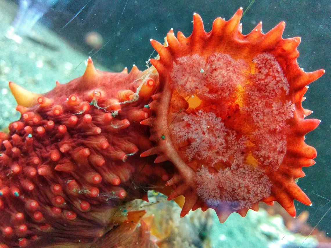 Sea Cucumber