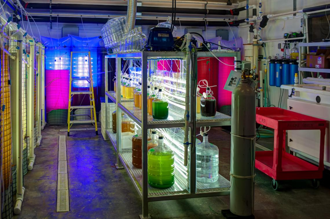 Algae Laboratory