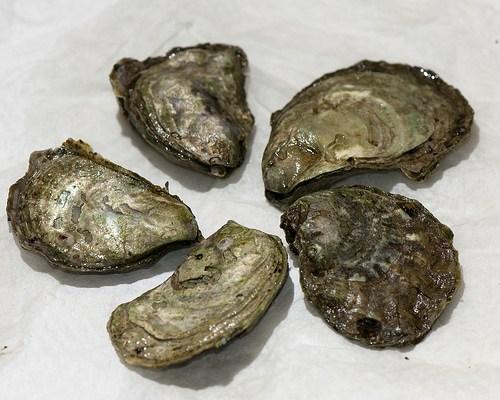 Olympia Oyster