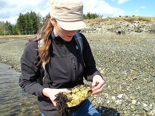 A single lonely Native Oyster found in Baynes Sound (attached to an old Pacific Oyster)