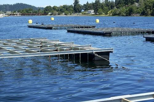 Assembly of NextGen shellfish raft