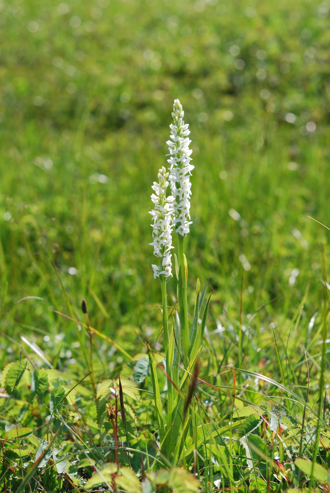 white bog orchids