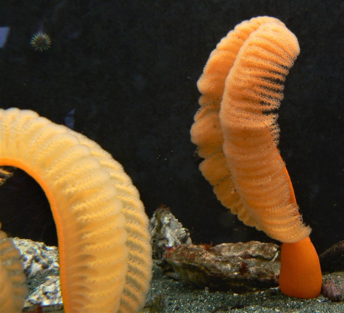 Orange Sea Pen, Ptilosarcus gurneyi