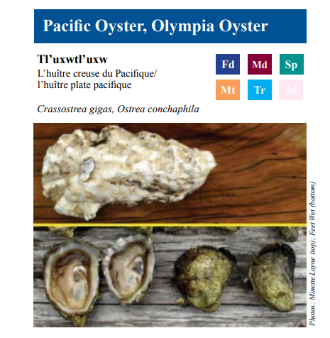 Salishan name for oyster with pictures