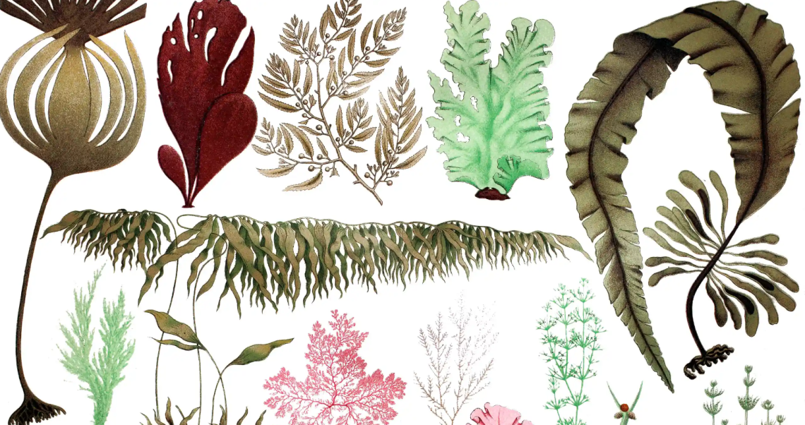Different colours of pressed seaweed art