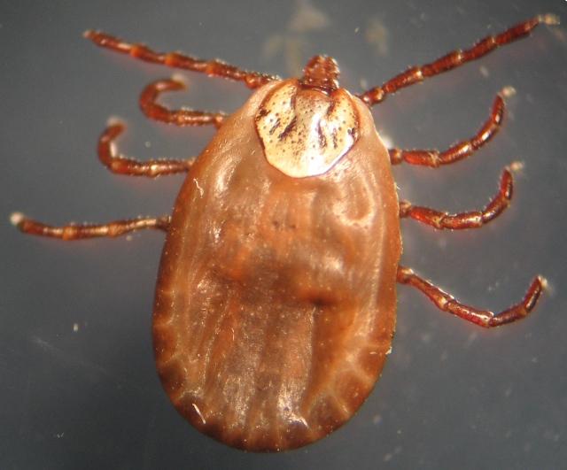 Tick 
