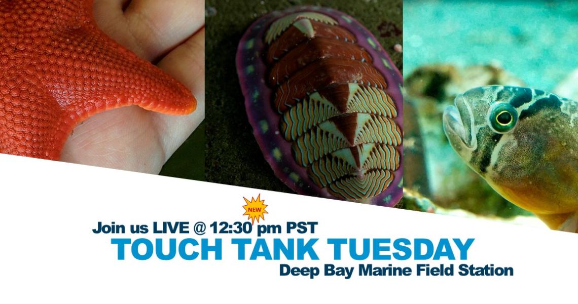Touch Tank Tuesday Image