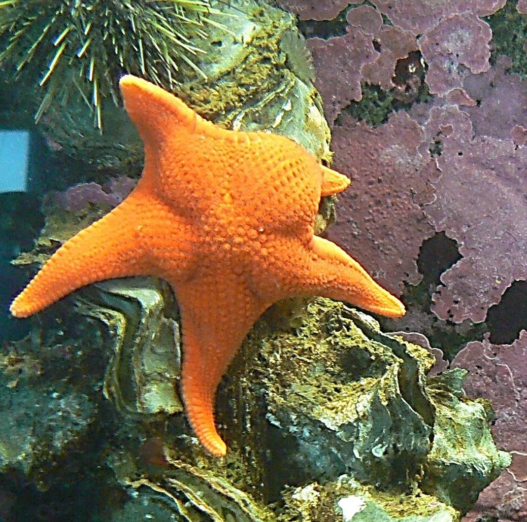 Vermillion Sea Star, Mediaster aequalis | VIU Research | VIU