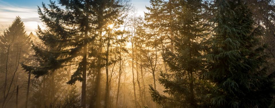 A serene forest in the fall.