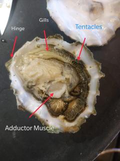 Shucked Oyster with labelled parts