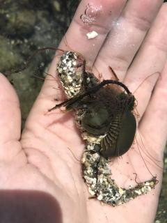 Marine Species Guide | Deep Bay Marine Field Station | VIU