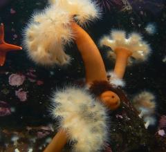 Giant plumose anemone; 3 specimens attached to a rock wall 