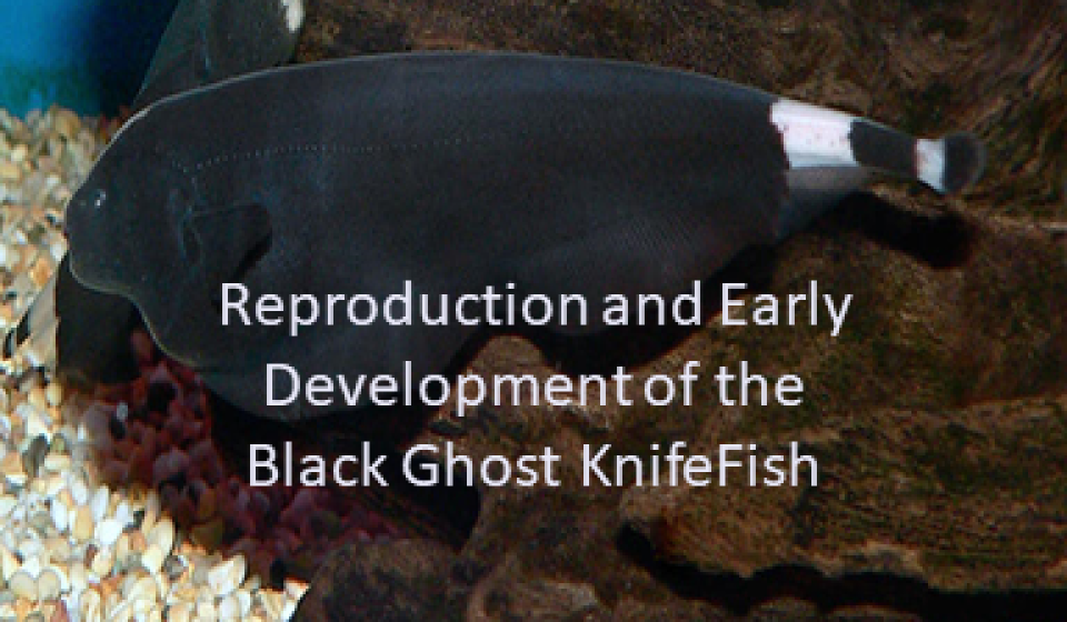 Short Doc by Louis Gagne showcasing Jessica Driver's research with teh Black Ghost Knifefish at VIU