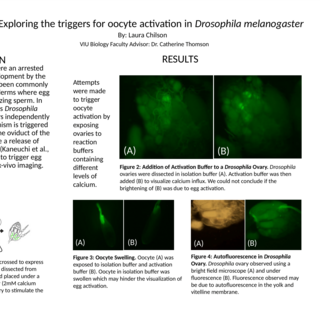 Laura Chilson's Research Poster