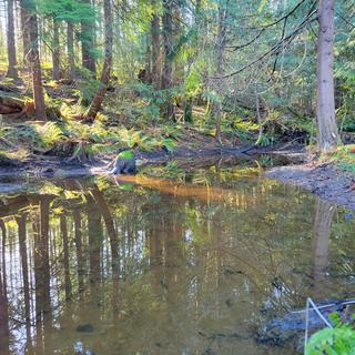 Nature's Mystical Wetland submitted by Carrie-lyn Robinson