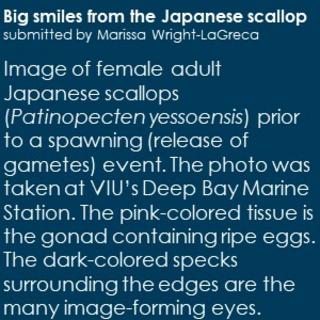 Caption for Big smiles from the Japanese scallop