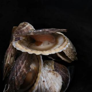Big smiles from the Japanese scallop by Marissa Wright-Lagreca