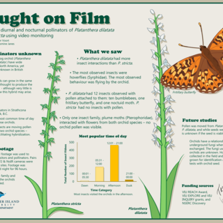 Genevieve van der Voort's Infographic Poster