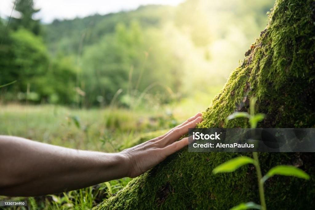 A hand touching a mossy tree