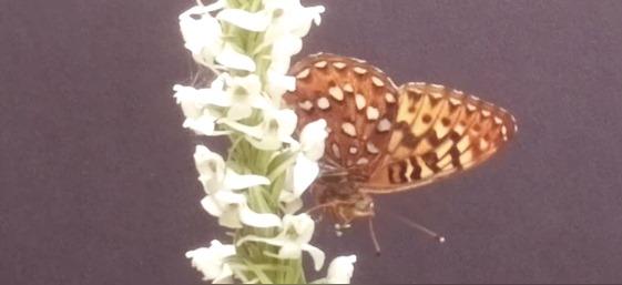 image from the camera traps – a fritillary butterfly pollinating the flowers