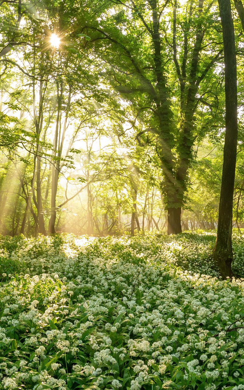a serene forest with dappled sunlight.