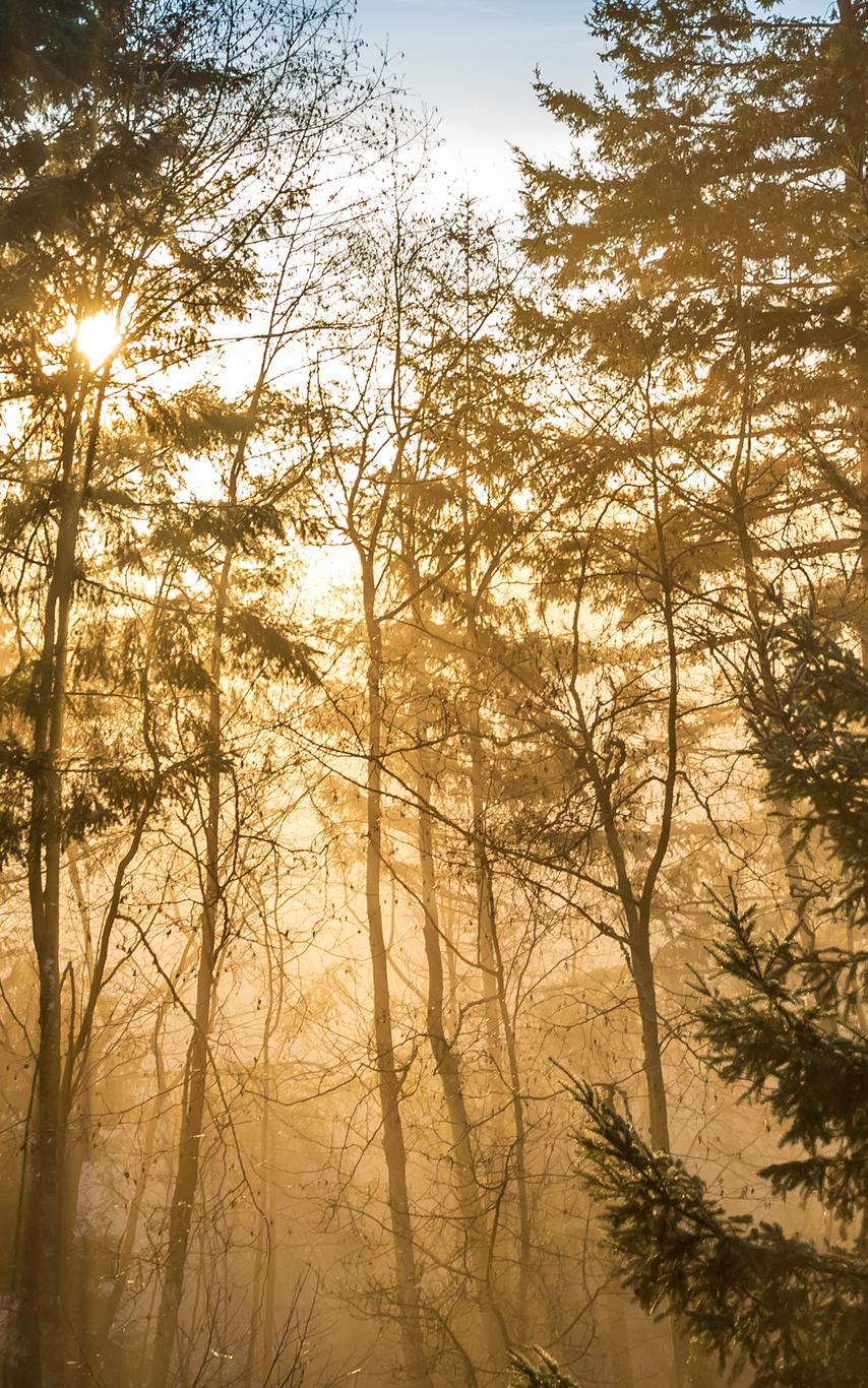 A serene forest in the fall. 